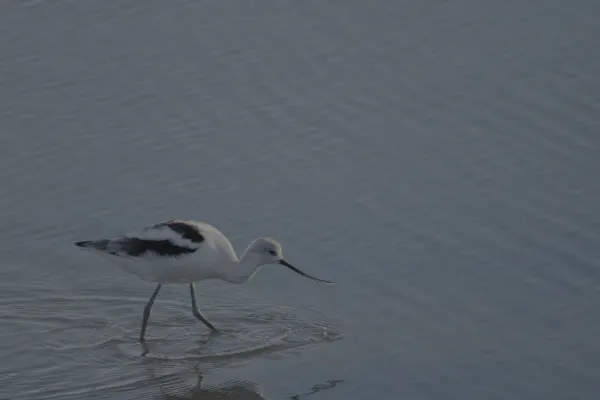 An avocet standing in shallow water