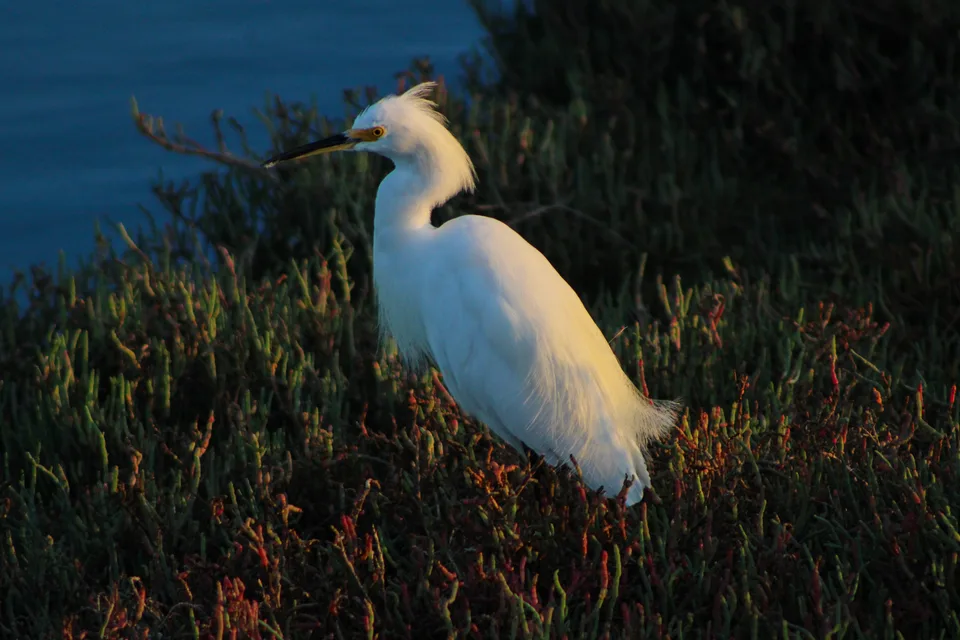 An Egret amongst vegetation